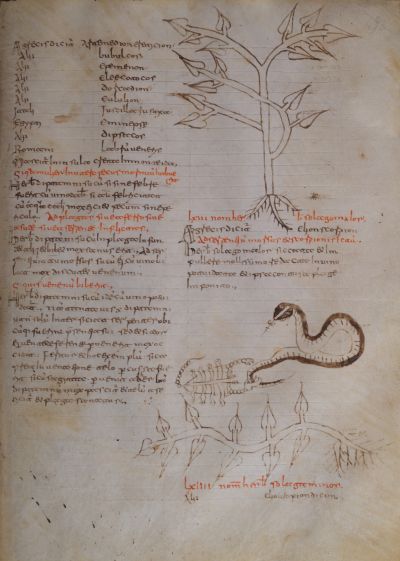 Pagina del Codice 98 con testo manoscritto e tre disegni a inchiostro: in alto una pianta stilizzata con radici e rami; a destra un serpente che attacca un animale dal corpo segmentato; in basso una serie di germogli tracciati linearmente.
