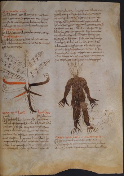 Pagina miniata del Codice 97 con testi latini e figure simboliche, tra cui un albero fantastico e una creatura antropomorfa.